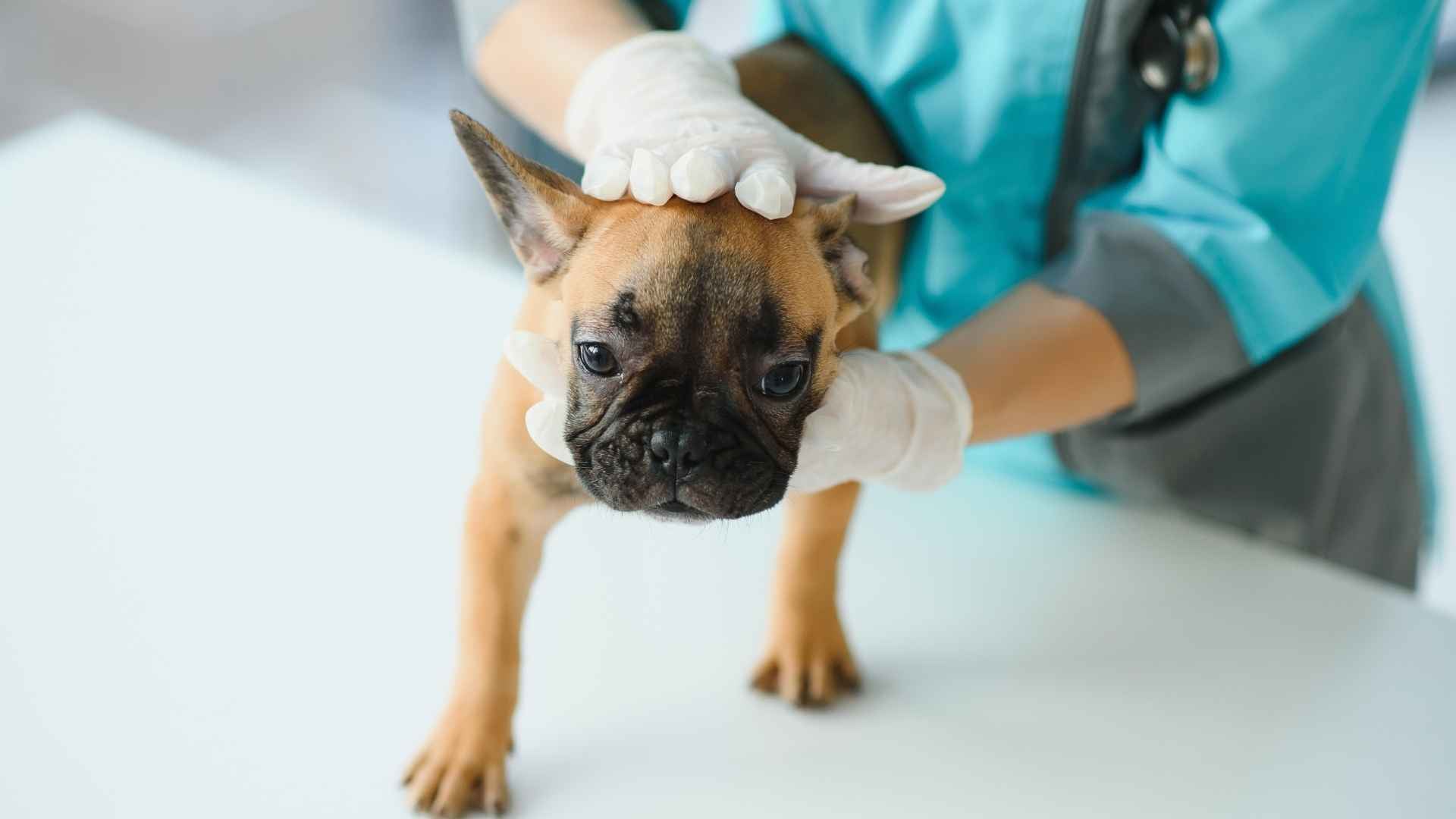 foto cachorro con sindrome de down